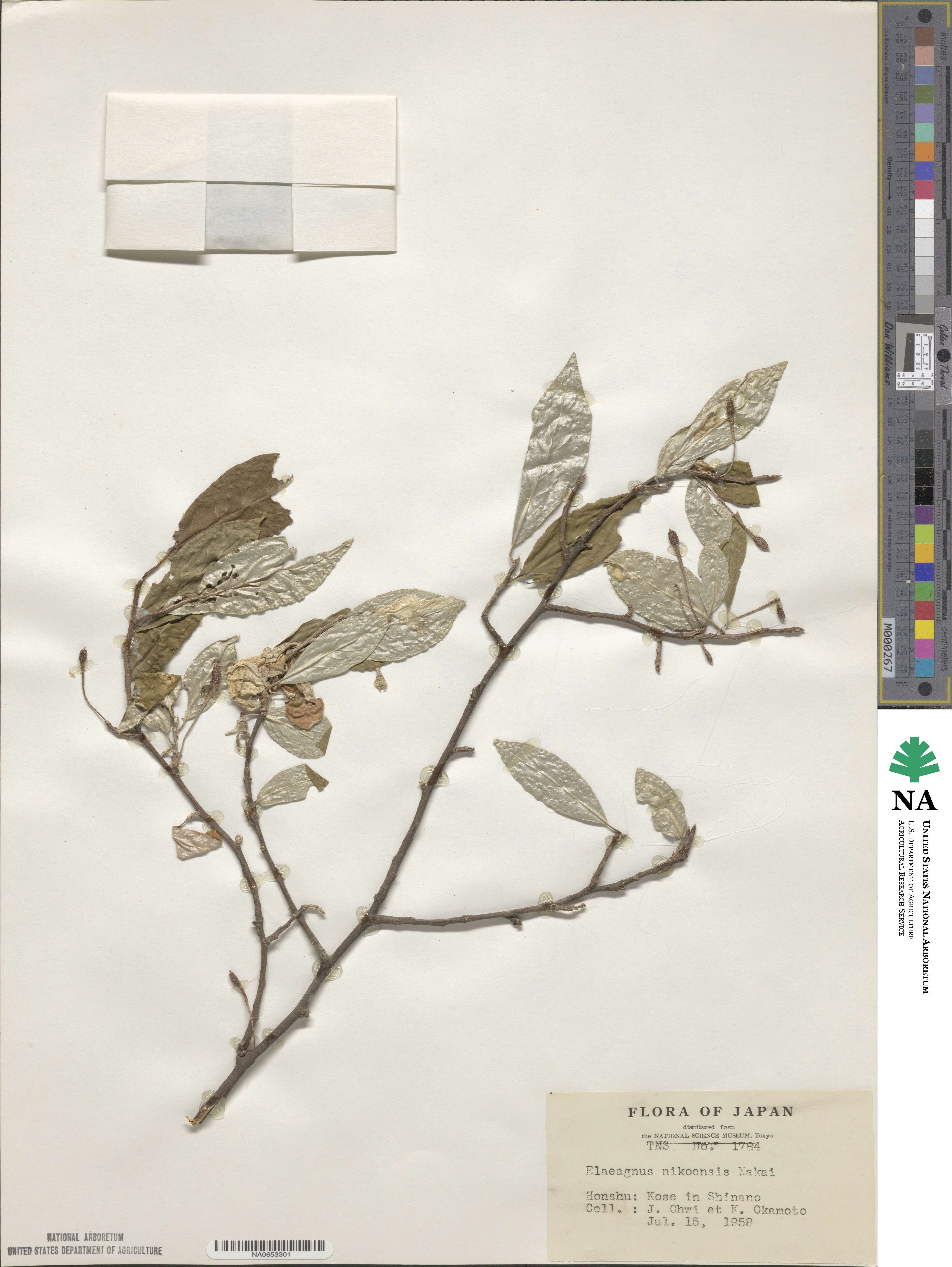 Elaeagnus montana var. ovata image