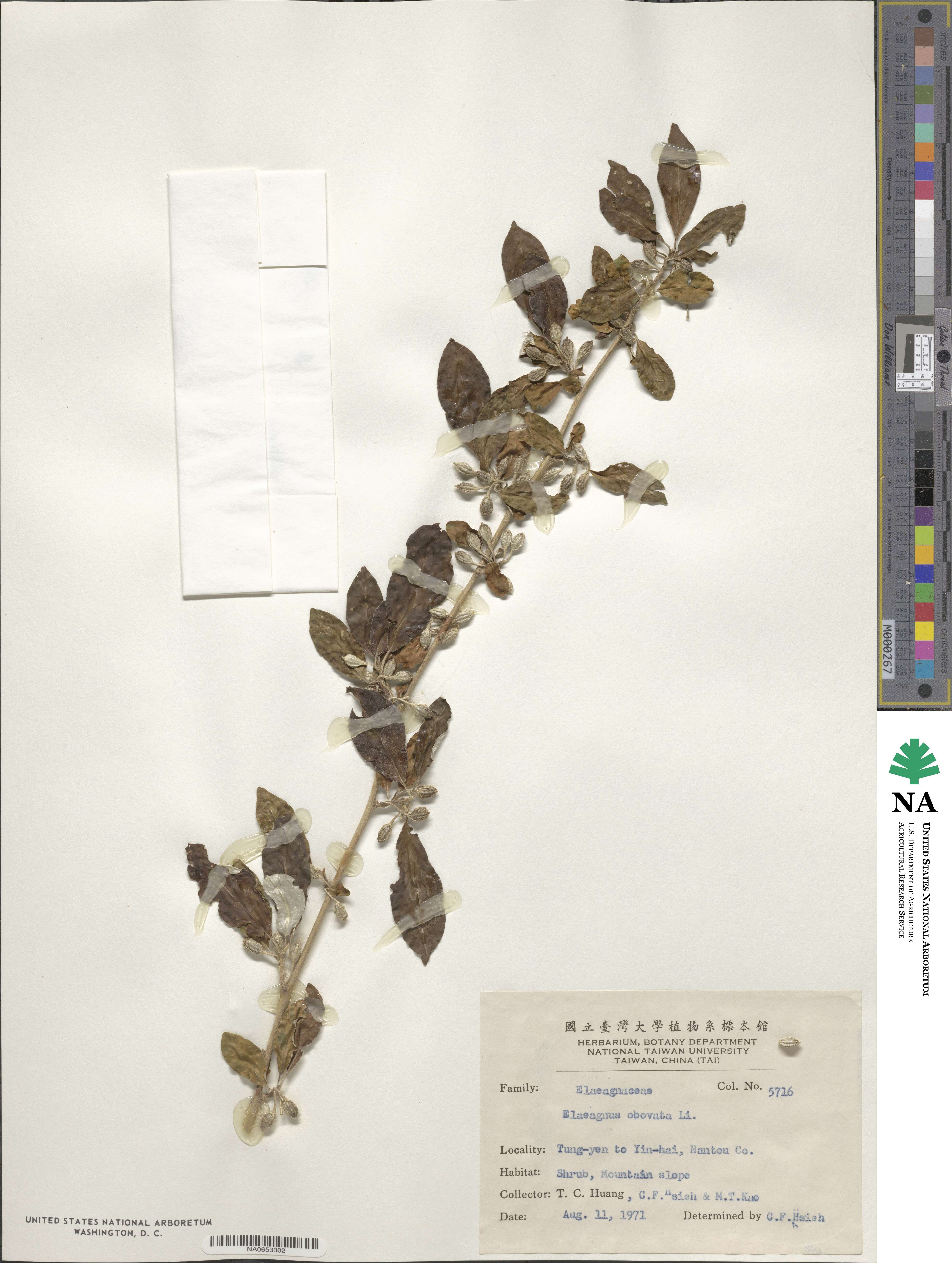 Elaeagnus oldhamii var. obovata image