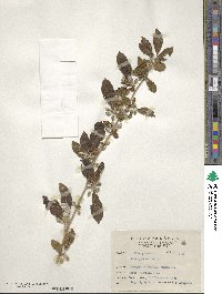 Elaeagnus oldhamii var. obovata image