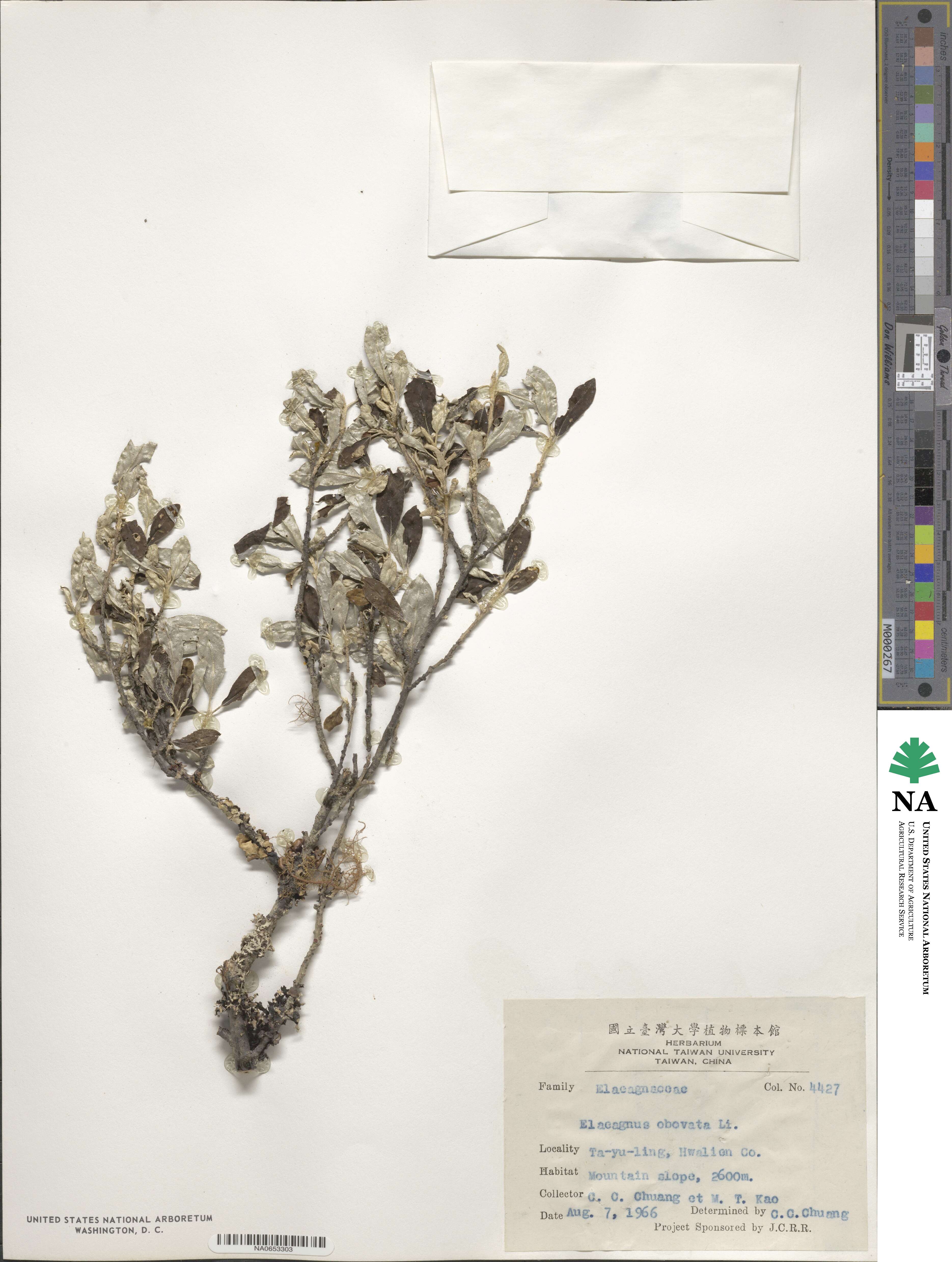 Elaeagnus oldhamii var. obovata image