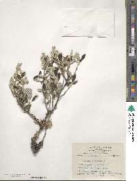 Elaeagnus oldhamii var. obovata image