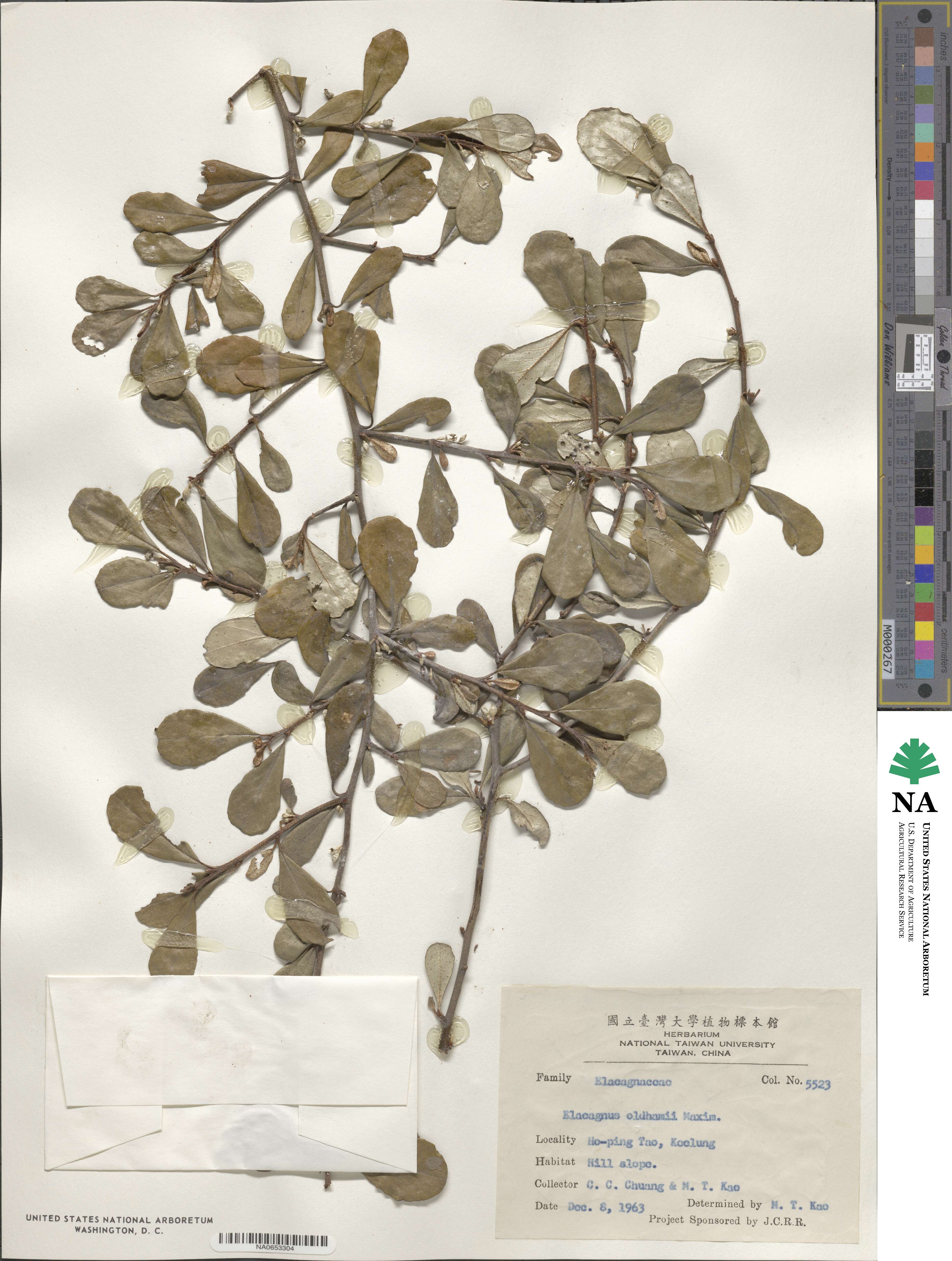 Elaeagnus oldhamii image