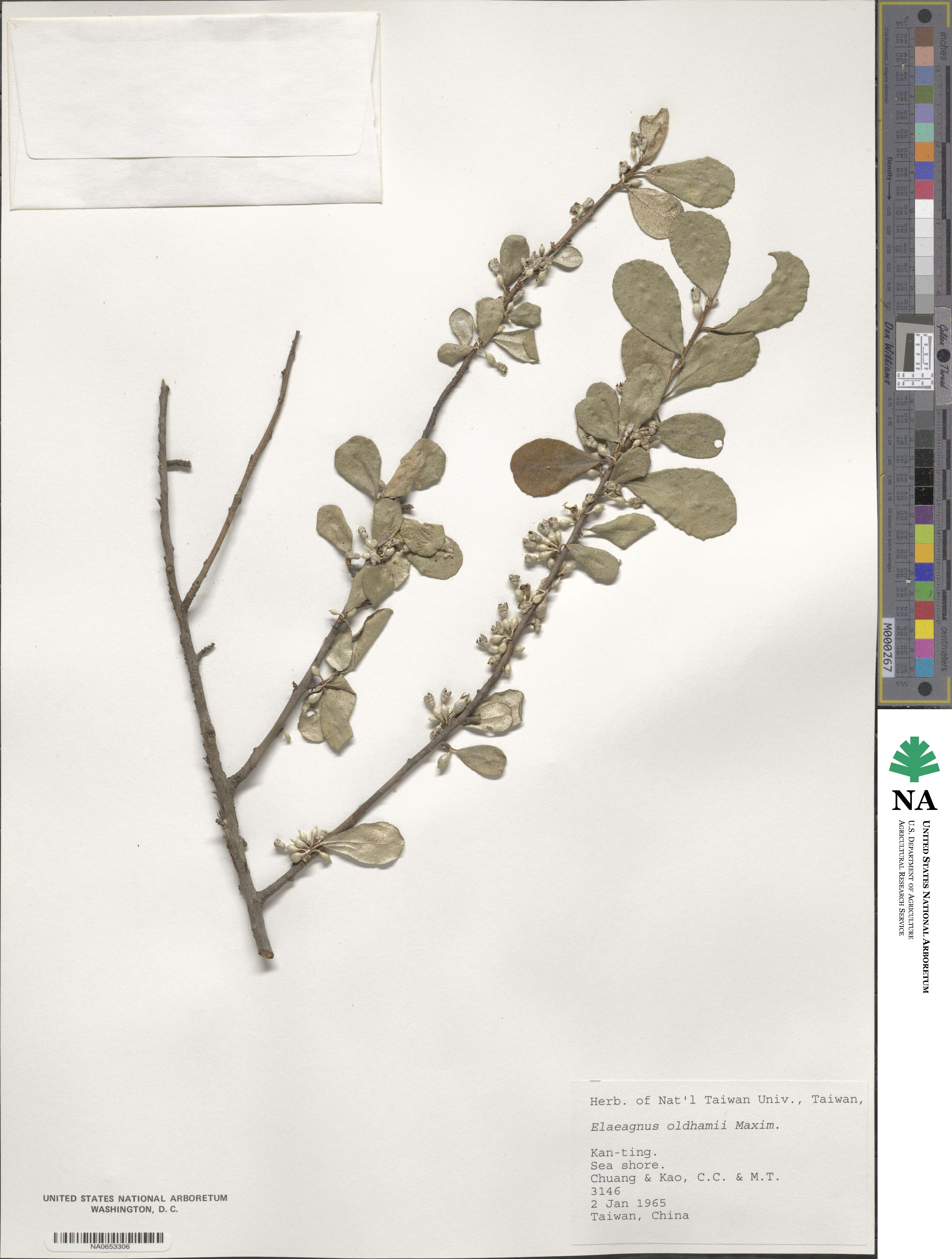 Elaeagnus oldhamii image