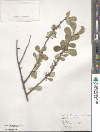 Elaeagnus oldhamii image