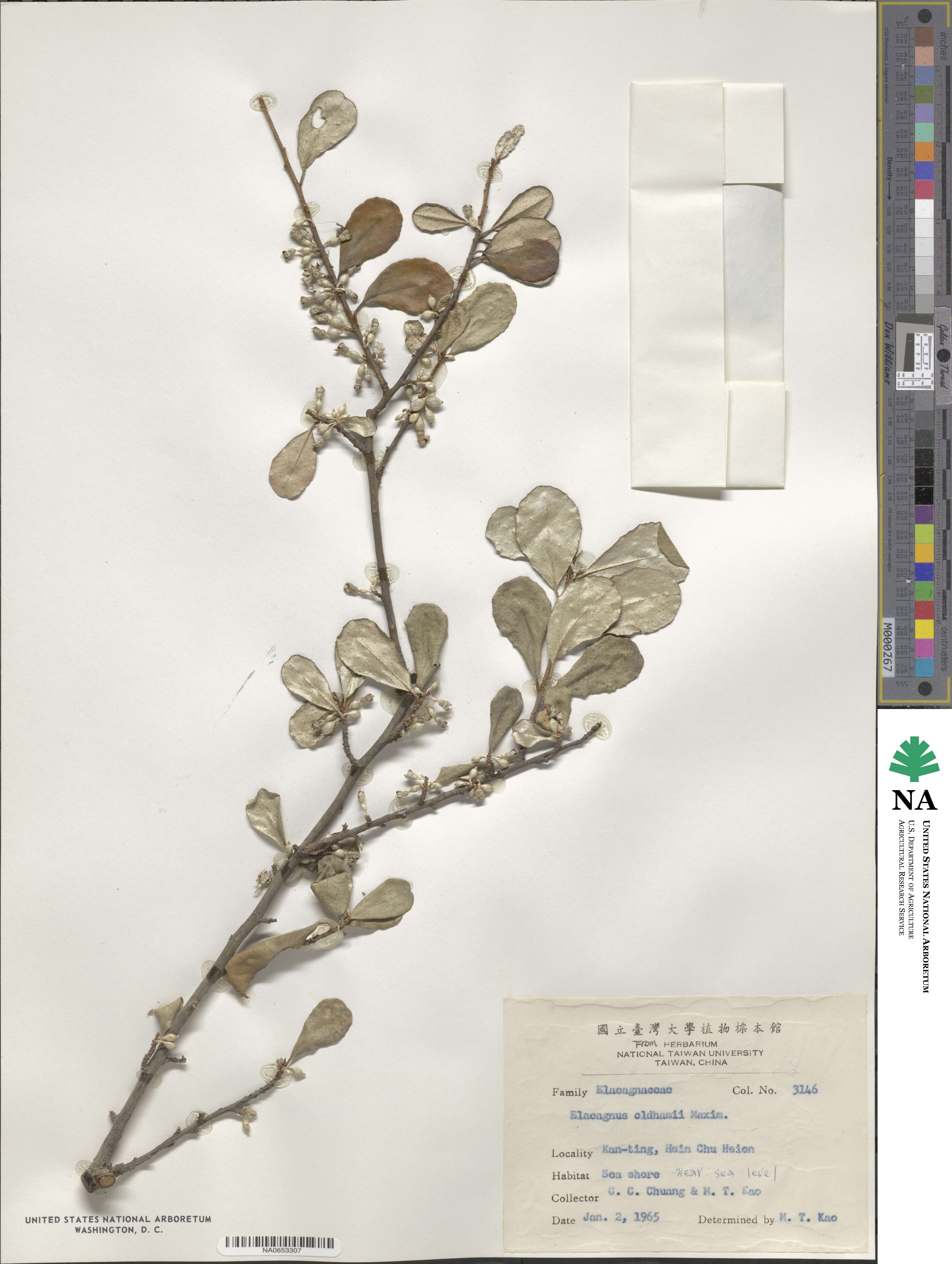 Elaeagnus oldhamii image