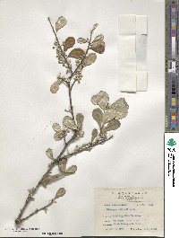 Elaeagnus oldhamii image