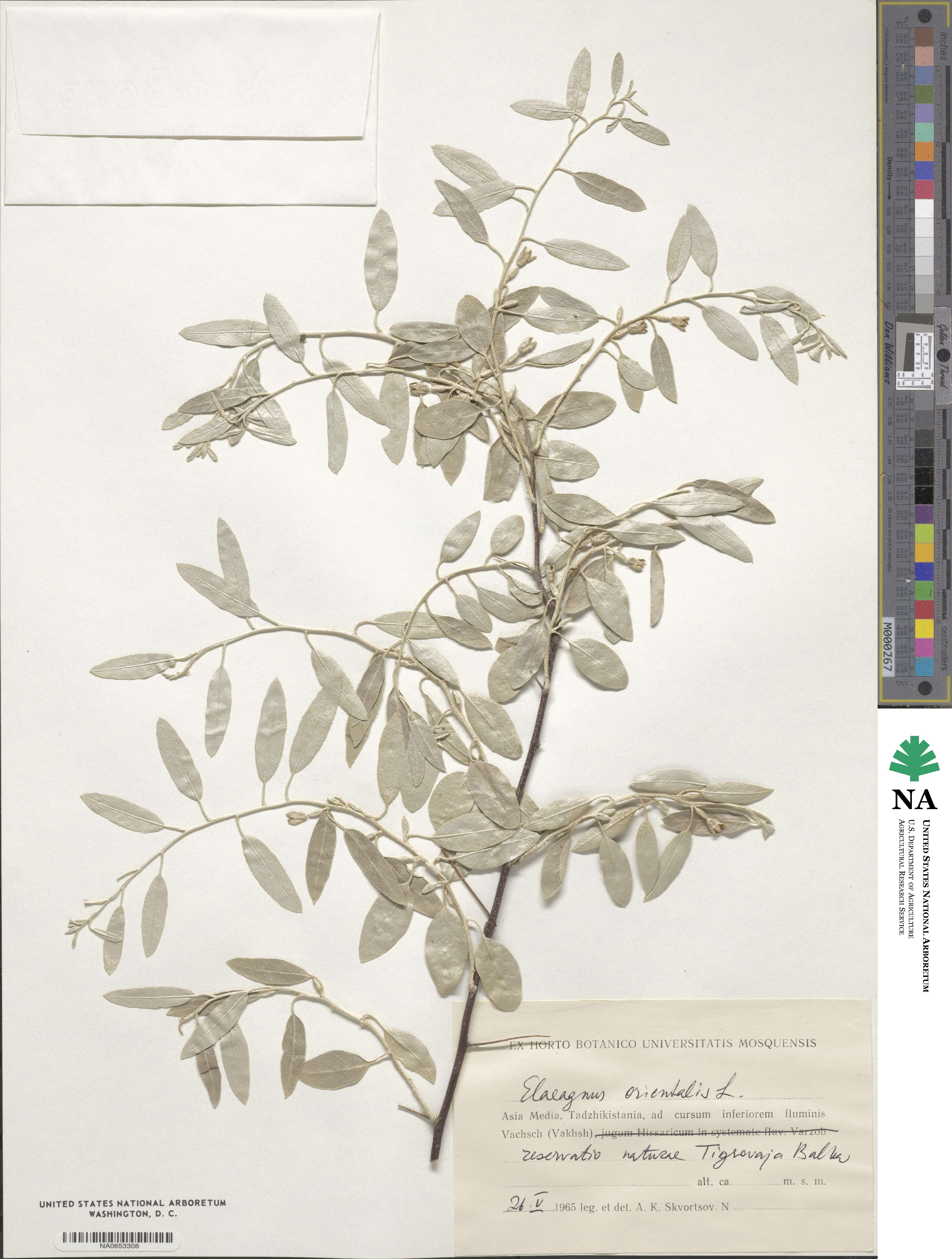 Elaeagnus angustifolia subsp. orientalis image