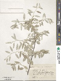 Elaeagnus angustifolia image