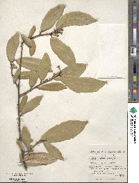 Elaeagnus pungens image