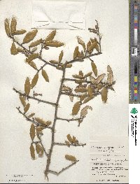 Elaeagnus pungens image