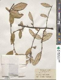 Elaeagnus pungens image