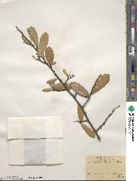 Elaeagnus pungens image