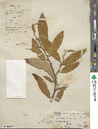 Elaeagnus pungens image