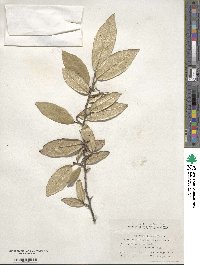 Elaeagnus pungens image