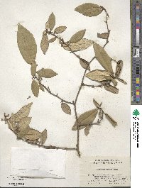 Elaeagnus pungens image