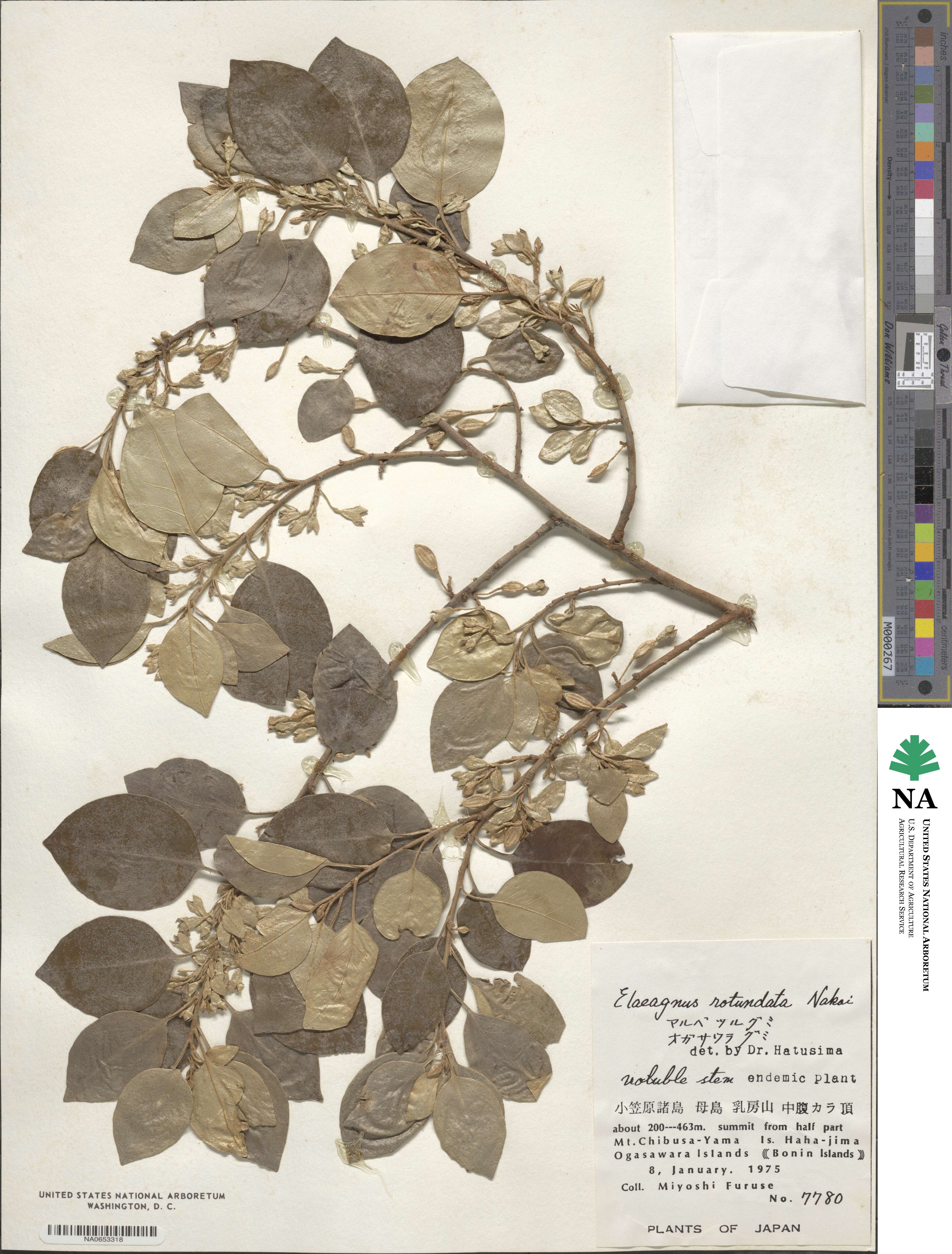 Elaeagnus rotundata image