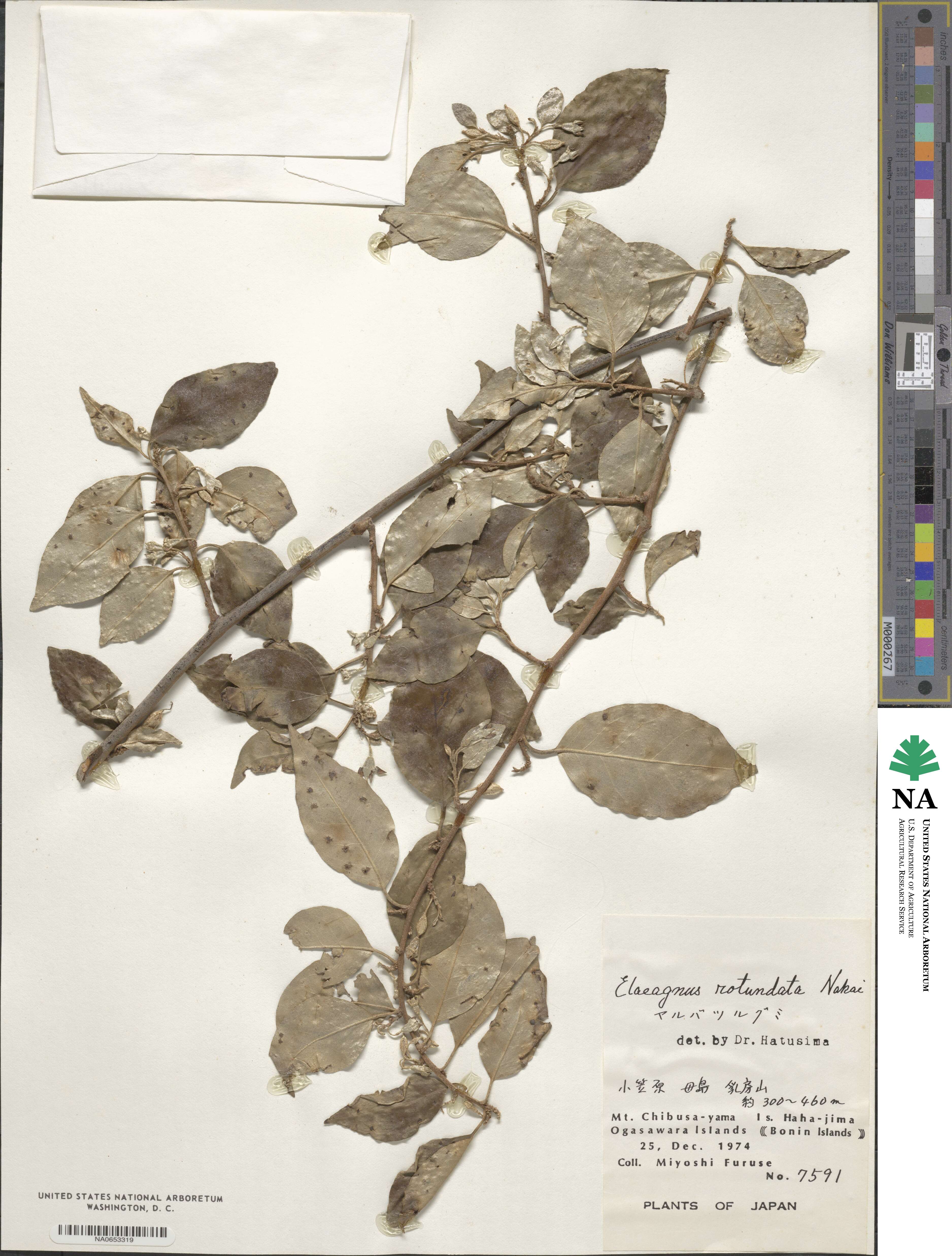 Elaeagnus rotundata image