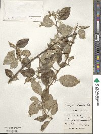 Elaeagnus rotundata image