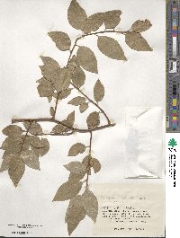 Elaeagnus rotundata image