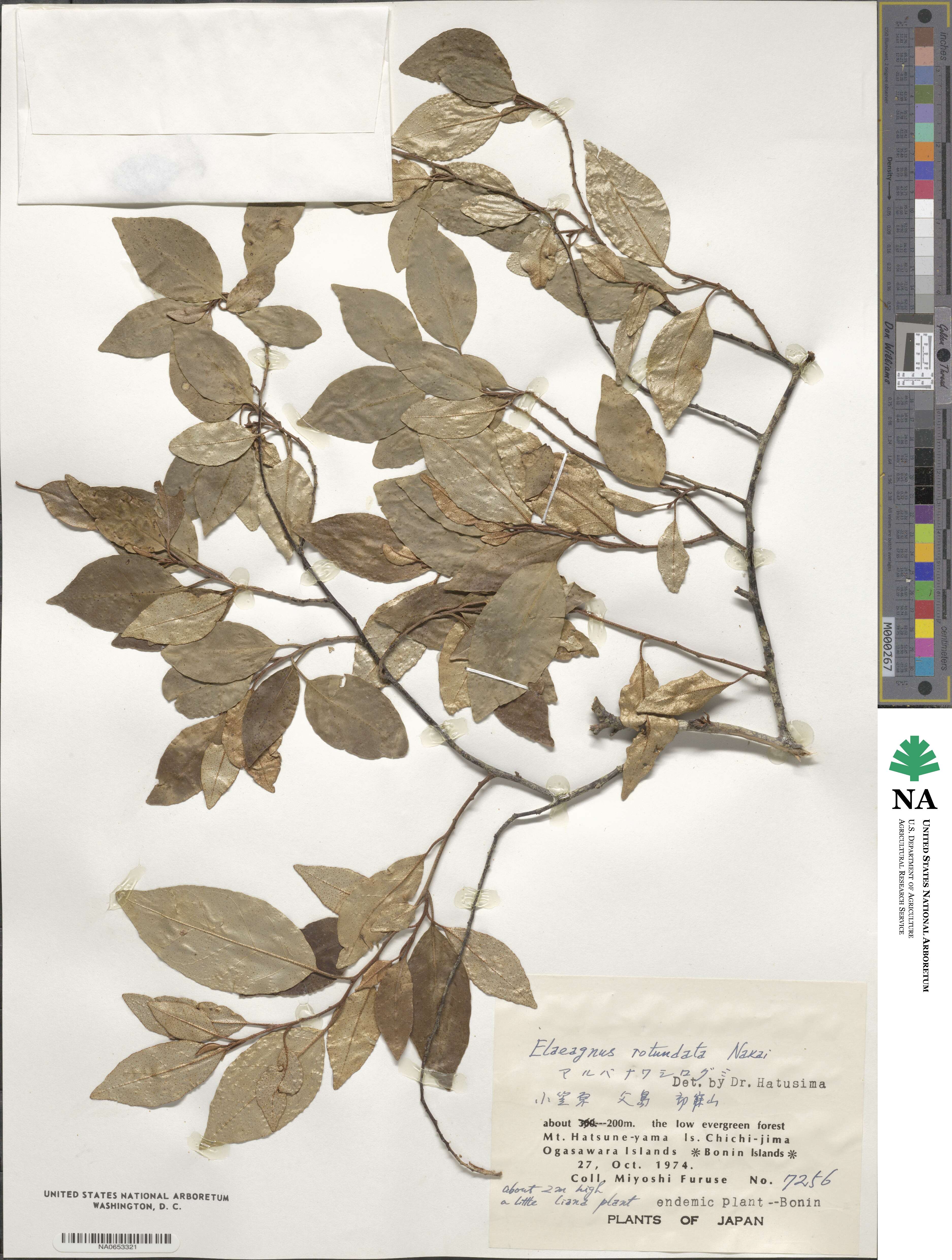 Elaeagnus rotundata image