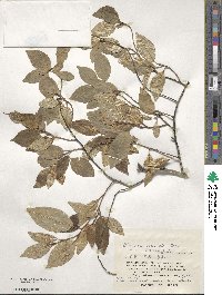 Elaeagnus rotundata image