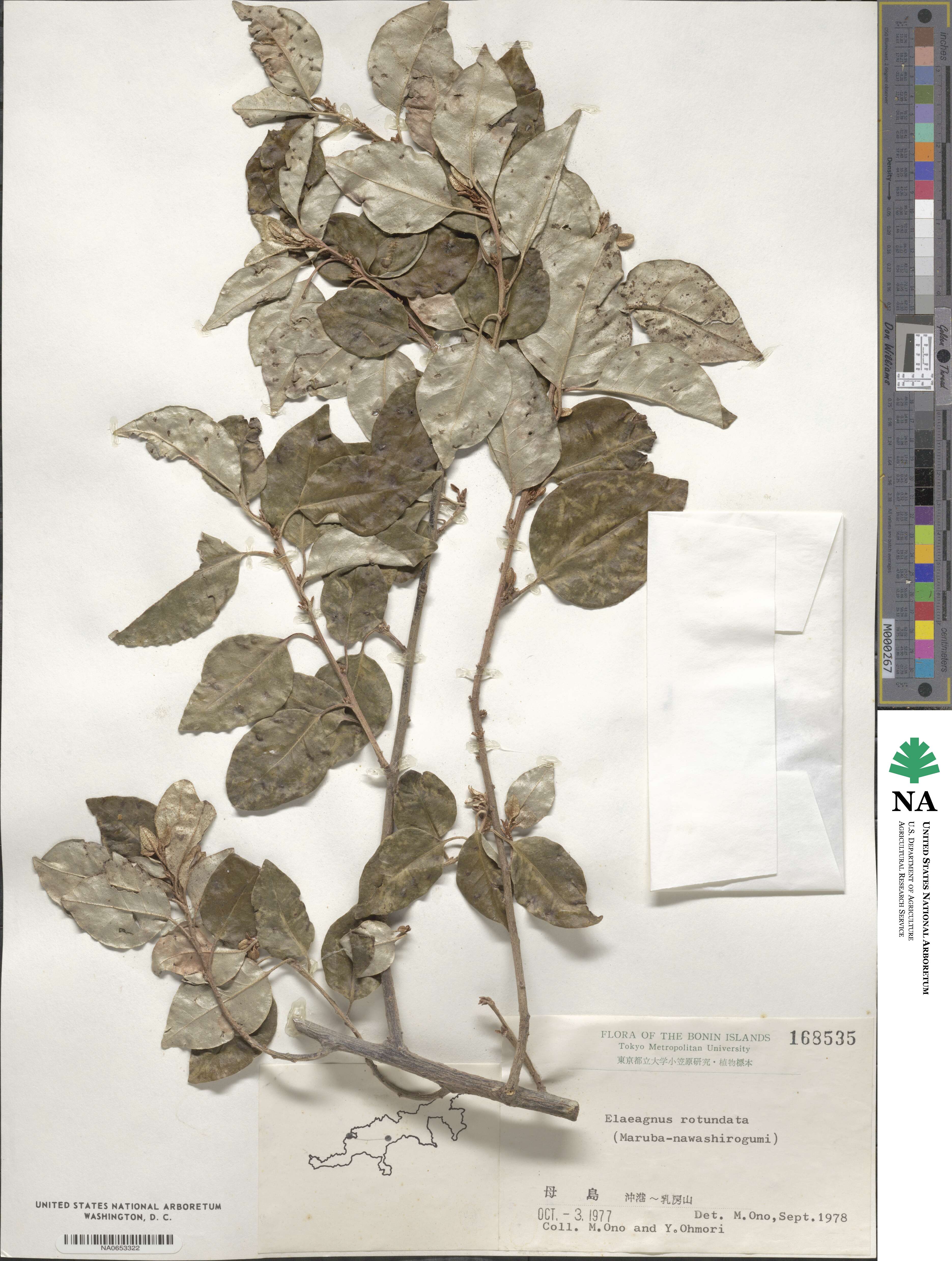 Elaeagnus rotundata image