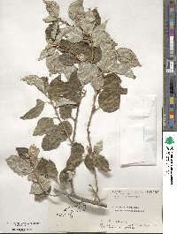 Elaeagnus rotundata image