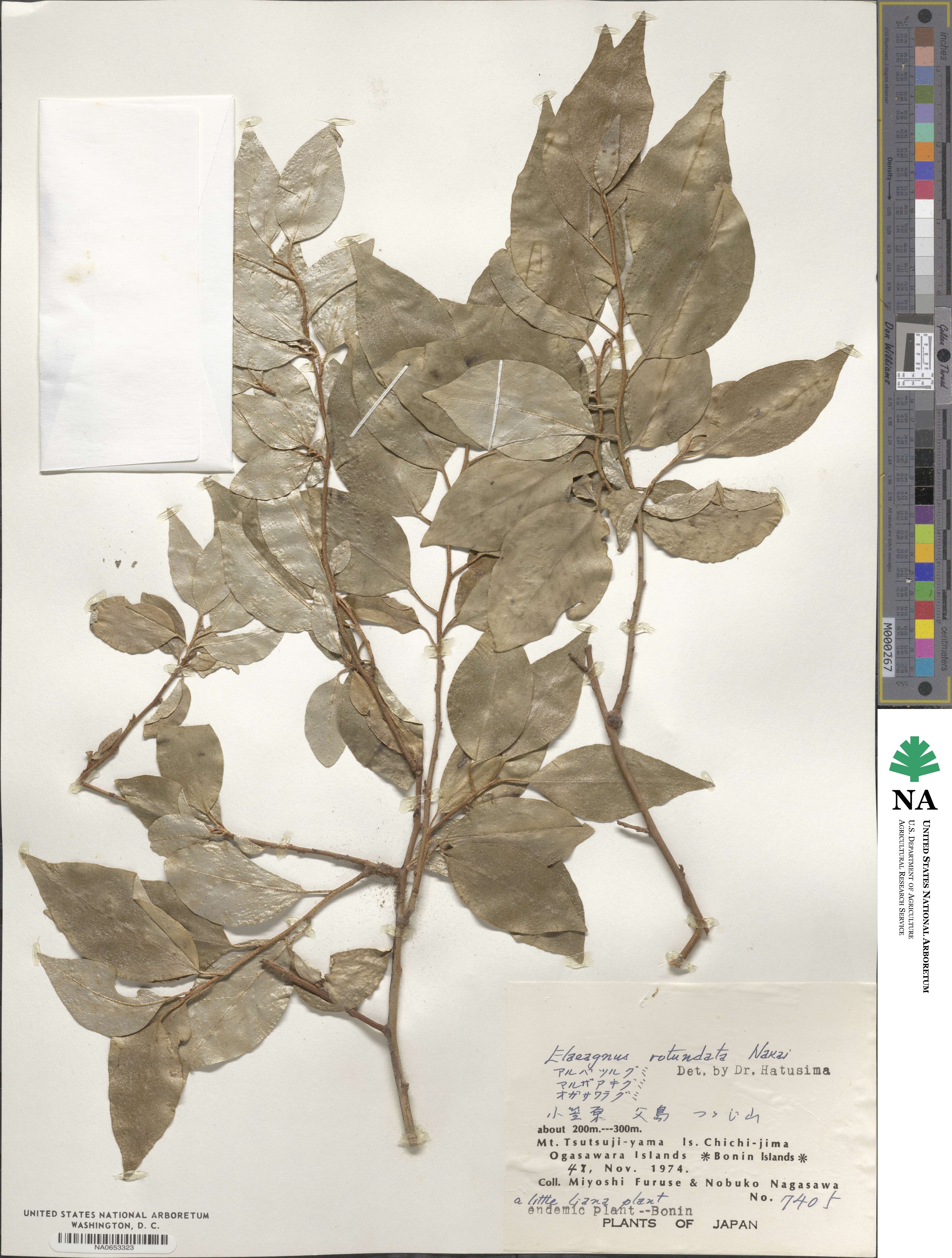 Elaeagnus rotundata image