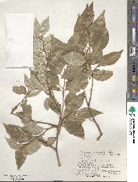 Elaeagnus rotundata image