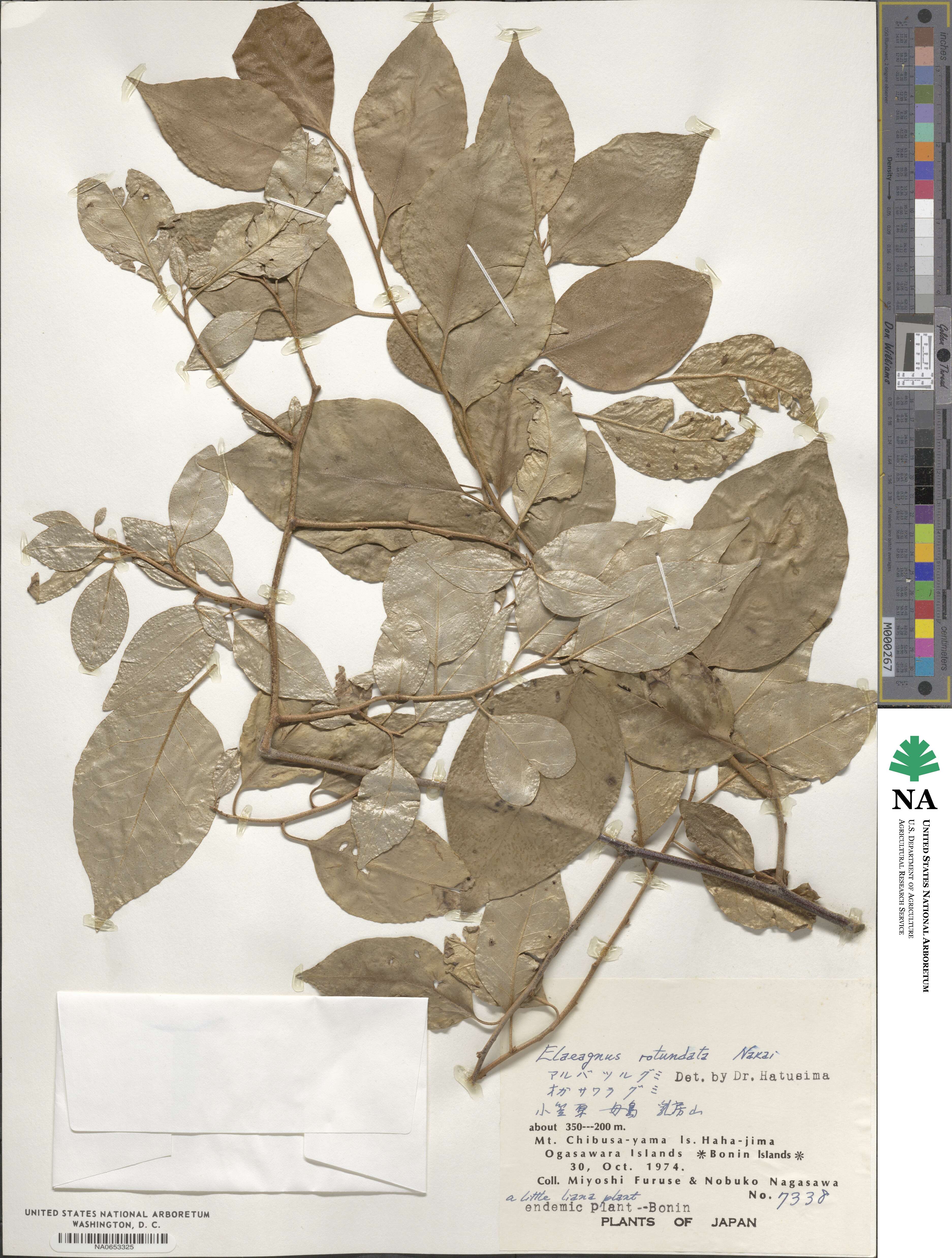 Elaeagnus rotundata image