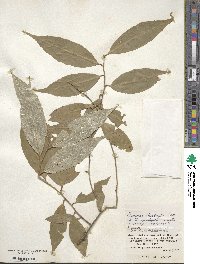 Elaeagnus thunbergii image