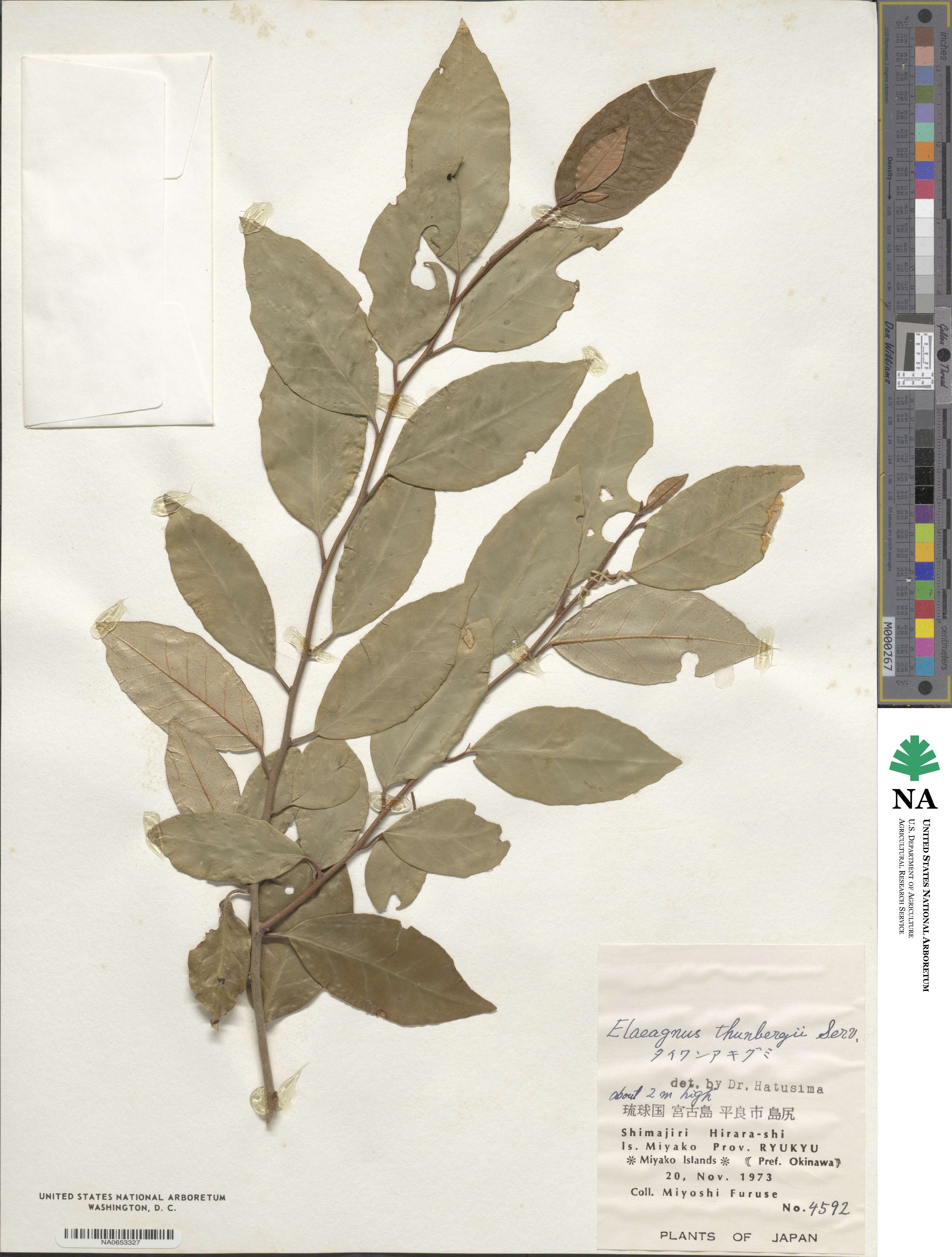 Elaeagnus thunbergii image