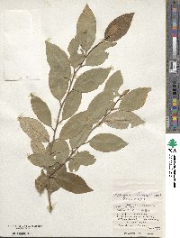 Elaeagnus thunbergii image