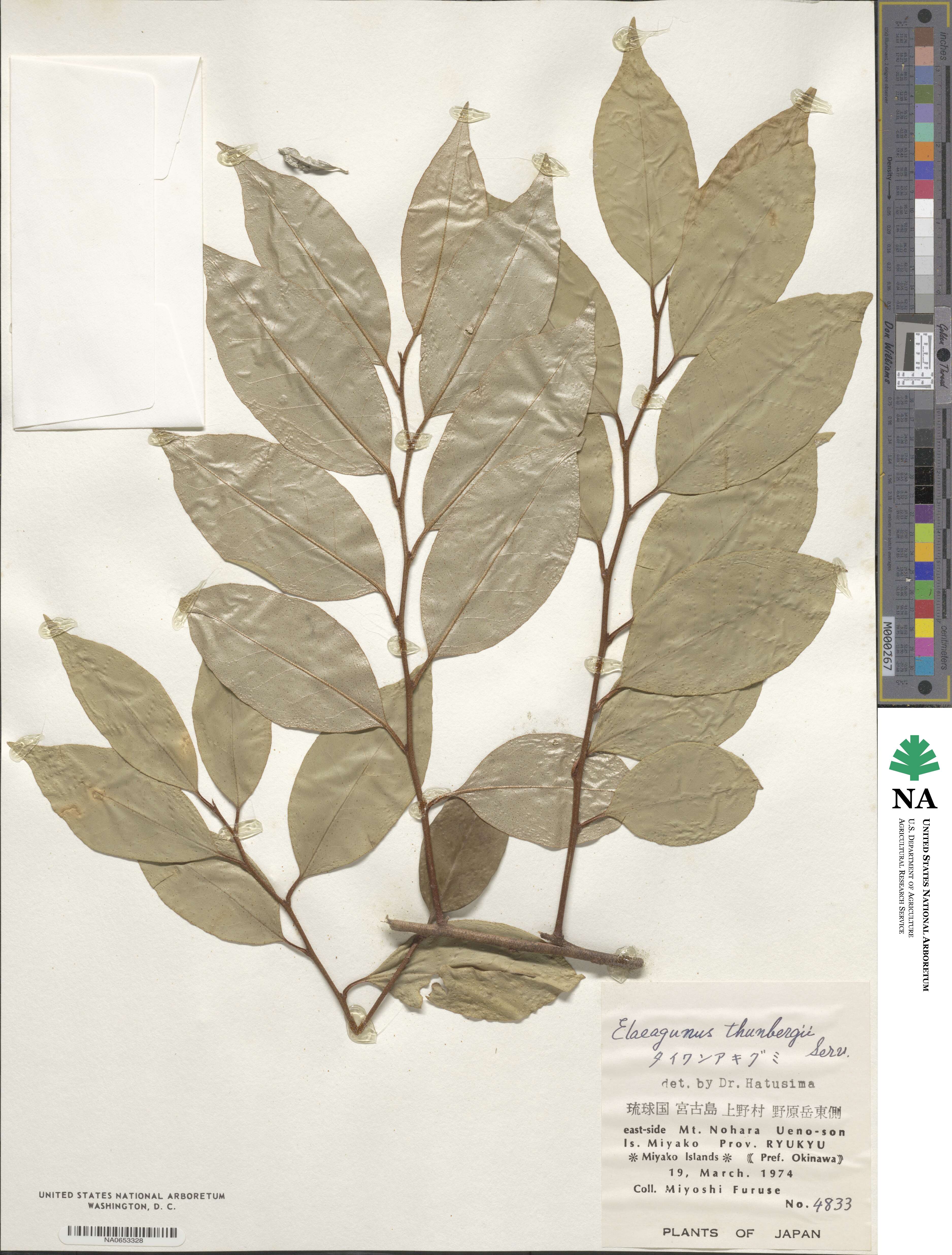 Elaeagnus thunbergii image