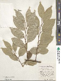 Elaeagnus thunbergii image