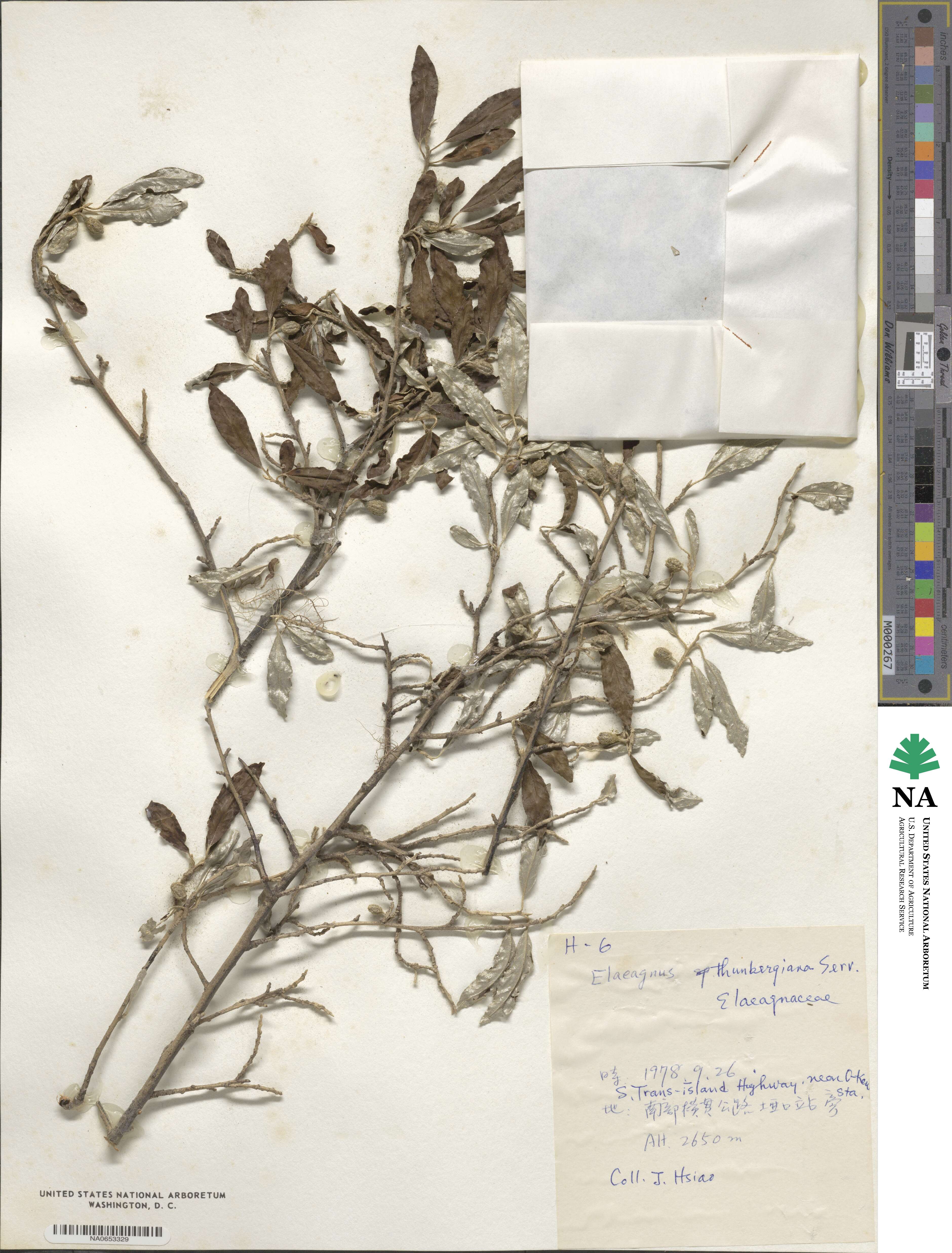 Elaeagnus thunbergii image