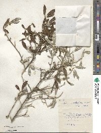 Elaeagnus thunbergii image