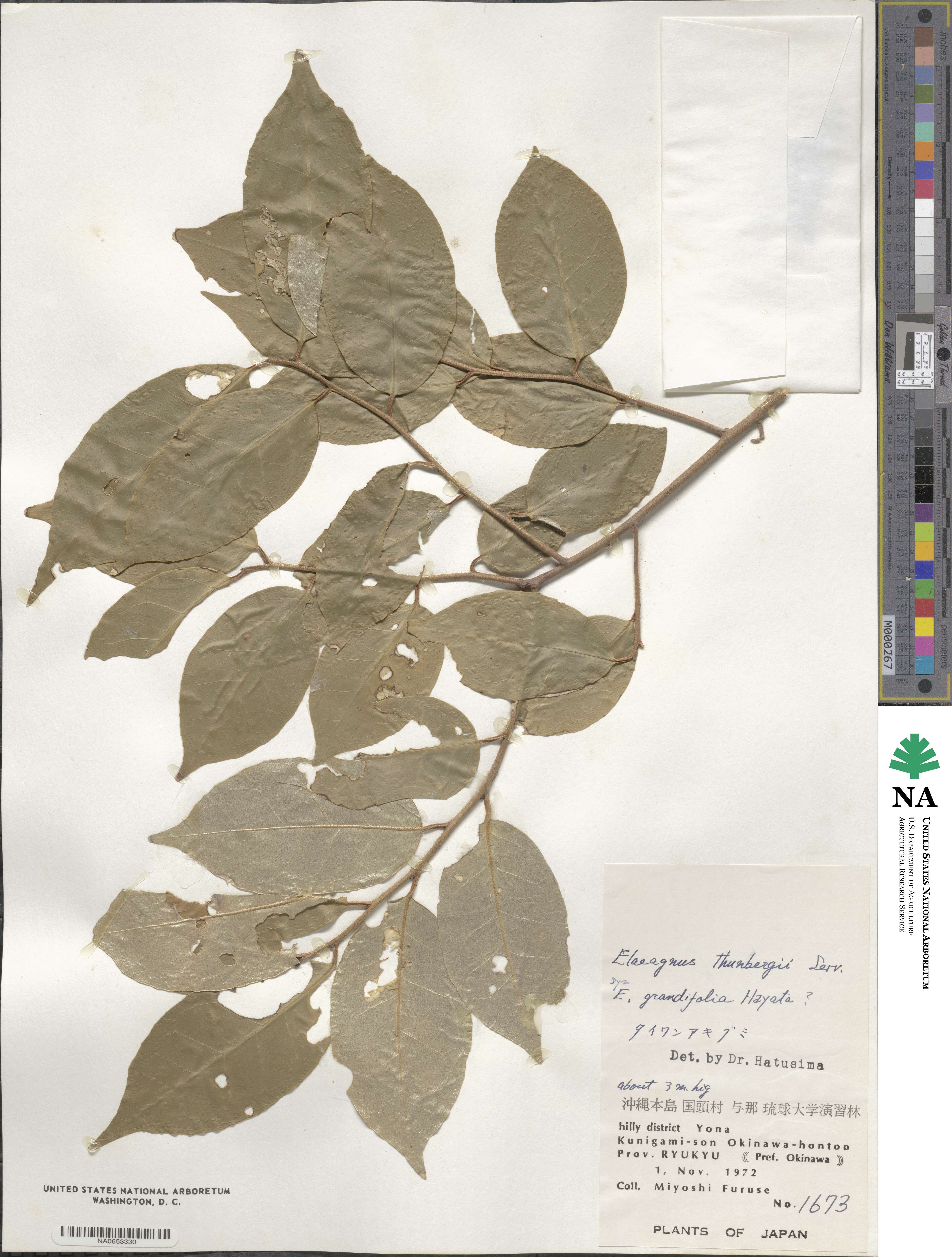 Elaeagnus thunbergii image