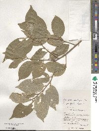 Elaeagnus thunbergii image