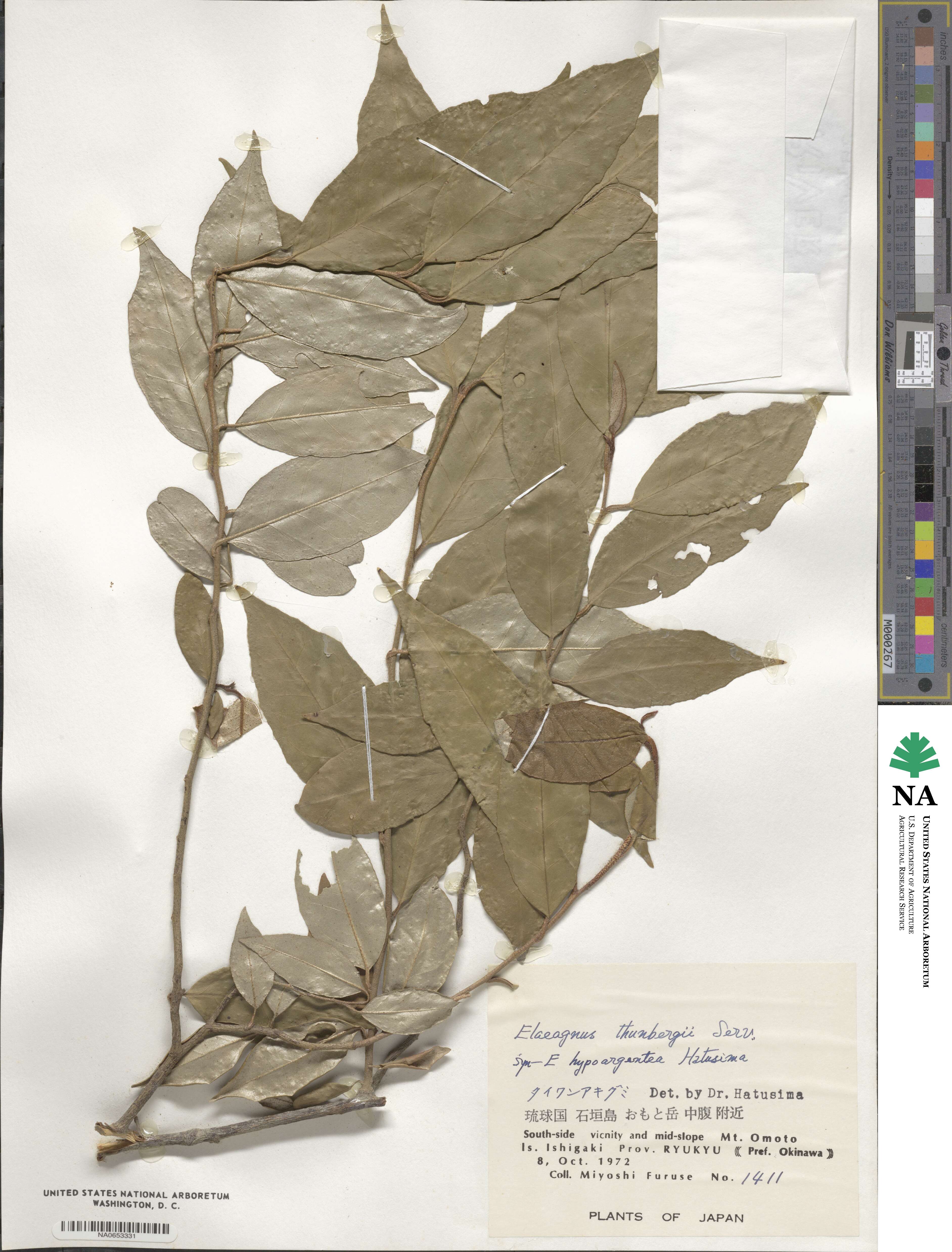 Elaeagnus thunbergii image