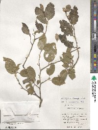 Elaeagnus thunbergii image