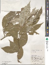 Elaeagnus thunbergii image