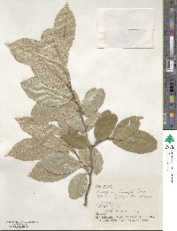 Elaeagnus thunbergii image