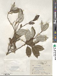 Elaeagnus thunbergii image