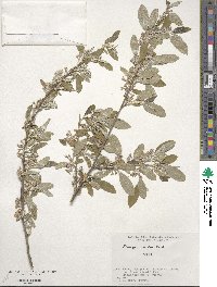 Elaeagnus umbellata image