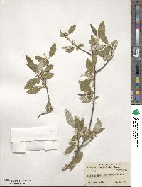 Elaeagnus umbellata image