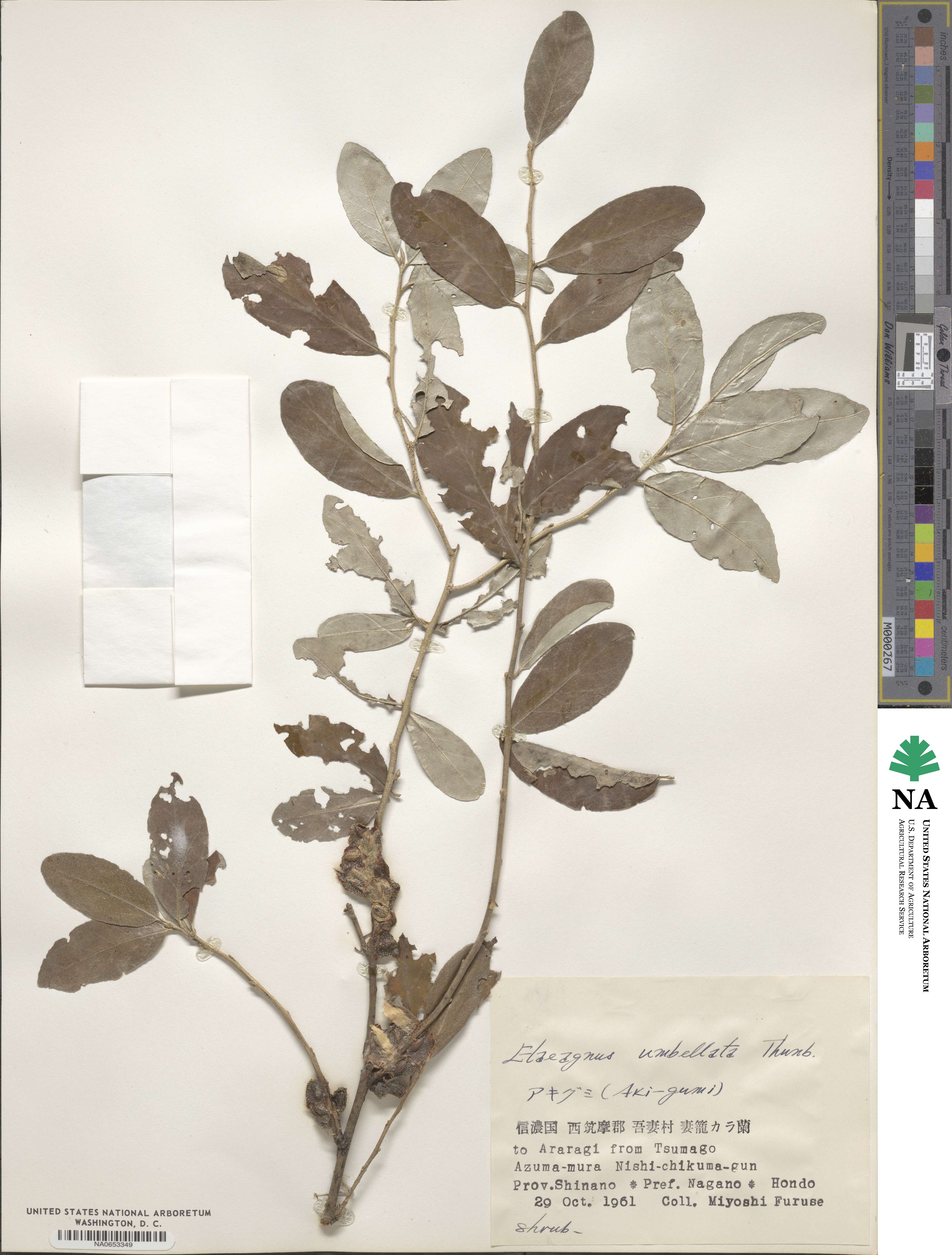 Elaeagnus umbellata image