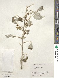 Elaeagnus umbellata image