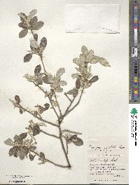 Elaeagnus umbellata image