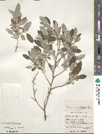 Elaeagnus umbellata image